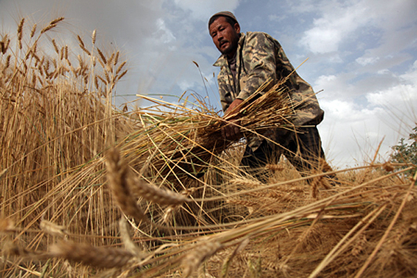 A farmer collects his wheat crop in Bamiyan, the central region of Afghanistan. Bamiyan is a green and lush valley 200 kilometres (124 miles) northwest of Kabul, stretching through central Afghanistan, along ancient trade routes that once linked China with Central Asia and beyond. The town was home to Buddha statues from 6th century AD before they were destroyed by the Taliban, months before the regime was toppled in 2001. Bamiyan, 2010.