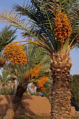 و نخل‌ها به بار می‌نشینند.